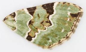 Attēlu rezultāti vaicājumam “Colostygia pectinataria female”