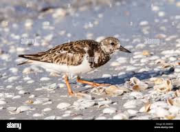 Attēlu rezultāti vaicājumam “Arenaria interpres adult”