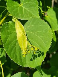 Attēlu rezultāti vaicājumam “Tilia x moltkei”