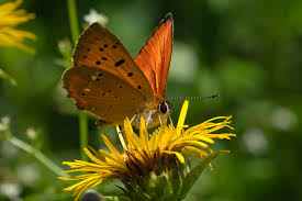 Attēlu rezultāti vaicājumam “Lycaena virgaureae underside”