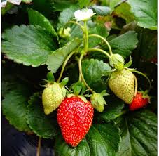 Attēlu rezultāti vaicājumam “Fragaria x ananassa”