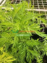Image result for Artemisia annua