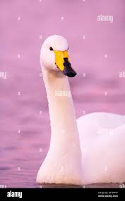 Attēlu rezultāti vaicājumam “Cygnus cygnus adult”