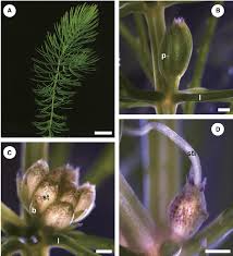Attēlu rezultāti vaicājumam “Ceratophyllum submersum leaf”