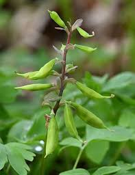Attēlu rezultāti vaicājumam “Corydalis cava fruit”