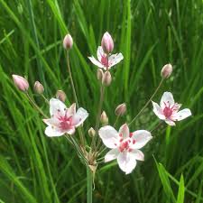 Attēlu rezultāti vaicājumam “Butomus umbellatus flower”