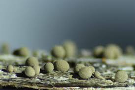 Attēlu rezultāti vaicājumam “Paradiacheopsis rigida macro”