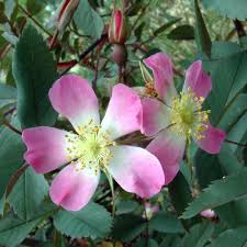 Attēlu rezultāti vaicājumam “Rosa glauca flower”