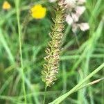 Attēlu rezultāti vaicājumam “Cynosurus cristatus fruit”