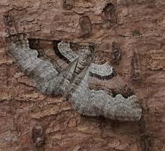 Attēlu rezultāti vaicājumam “Xanthorhoe designata”