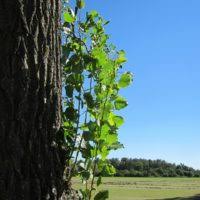 Attēlu rezultāti vaicājumam “Populus x canadensis fruit”
