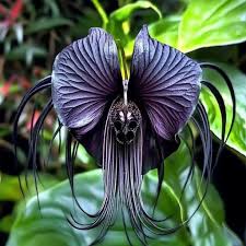 Image result for Tacca chantrieri