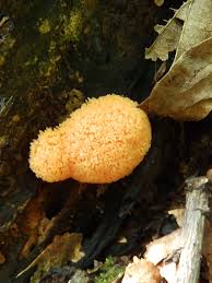 Attēlu rezultāti vaicājumam “Tubifera sp.”