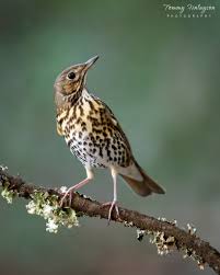 Attēlu rezultāti vaicājumam “Turdus philomelos”