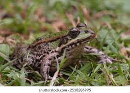 Attēlu rezultāti vaicājumam “Pelophylax adult”