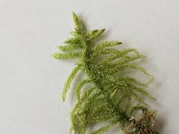 Attēlu rezultāti vaicājumam “Pseudoscleropodium purum”