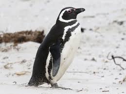 Image result for penguin
