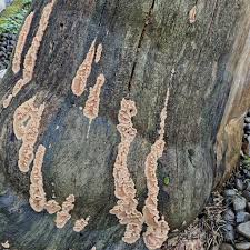 Attēlu rezultāti vaicājumam “Phlebia serialis”