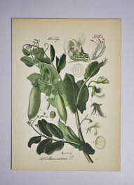 Attēlu rezultāti vaicājumam “Pisum sativum flower”