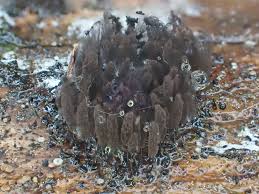 Attēlu rezultāti vaicājumam “Comatricha fragilis stalked”