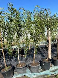 Attēlu rezultāti vaicājumam “Betula pendula Youngii”