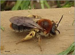 Attēlu rezultāti vaicājumam “Andrena haemorrhoa female”