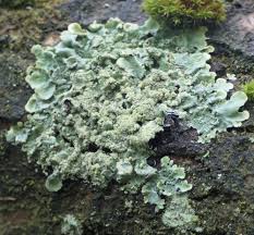 Attēlu rezultāti vaicājumam “Flavoparmelia caperata”