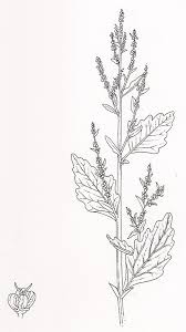 Attēlu rezultāti vaicājumam “Chenopodium album flower”