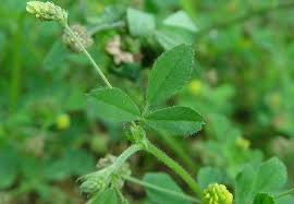 Attēlu rezultāti vaicājumam “Medicago lupulina”