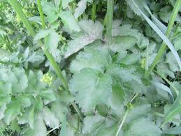 Image result for Pastinaca sativa