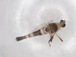 Attēlu rezultāti vaicājumam “Cricotopus”