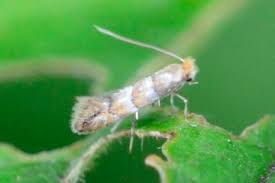 Attēlu rezultāti vaicājumam “Phyllonorycter nicellii”