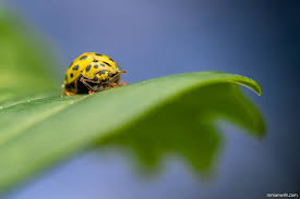Attēlu rezultāti vaicājumam “Psyllobora vigintiduopunctata larva”