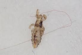 Attēlu rezultāti vaicājumam “Phthiraptera”