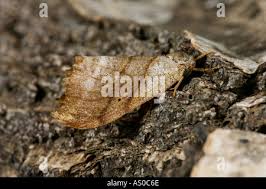 Attēlu rezultāti vaicājumam “Falcaria lacertinaria”