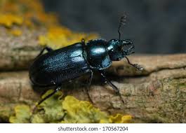 Attēlu rezultāti vaicājumam “Platycerus caraboides”