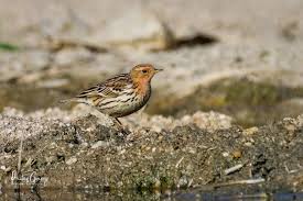 Image result for Anthus cervinus