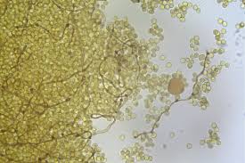 Attēlu rezultāti vaicājumam “Ophiotheca chrysosperma sessile”