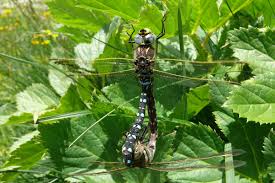 Attēlu rezultāti vaicājumam “Aeshna juncea male”