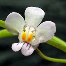 Attēlu rezultāti vaicājumam “Cymbalaria muralis”