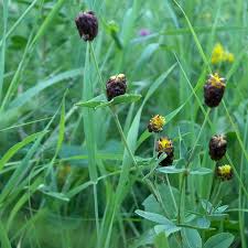 Attēlu rezultāti vaicājumam “Trifolium spadiceum flower”