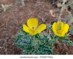 Attēlu rezultāti vaicājumam “Papaver argemone leaf”
