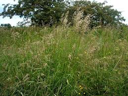 Attēlu rezultāti vaicājumam “Arrhenatherum elatius”