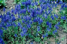 Image result for Veronica teucrium