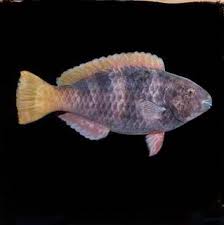 Image result for Scarus ferrugineus