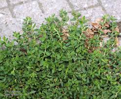 Attēlu rezultāti vaicājumam “Polygonum arenastrum leaf”