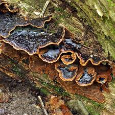 Attēlu rezultāti vaicājumam “Hymenochaete rubiginosa”