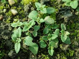 Attēlu rezultāti vaicājumam “Acinos arvensis leaf”