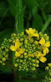 Attēlu rezultāti vaicājumam “Bunias orientalis”