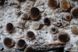 Attēlu rezultāti vaicājumam “Lecanora argentata”